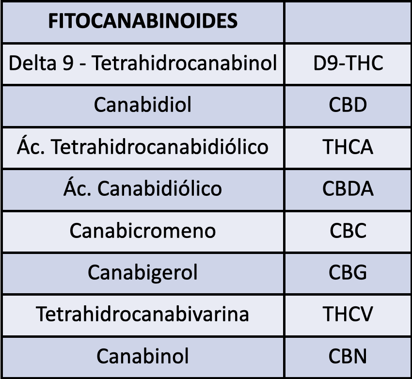 Anandamida, meditação e os fitocanabinóides na história Humana. -  Terracannabis Medicinal